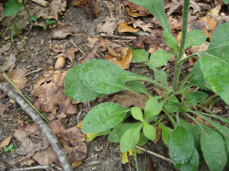 Silene viridiflora / Silene a fiori verdastri