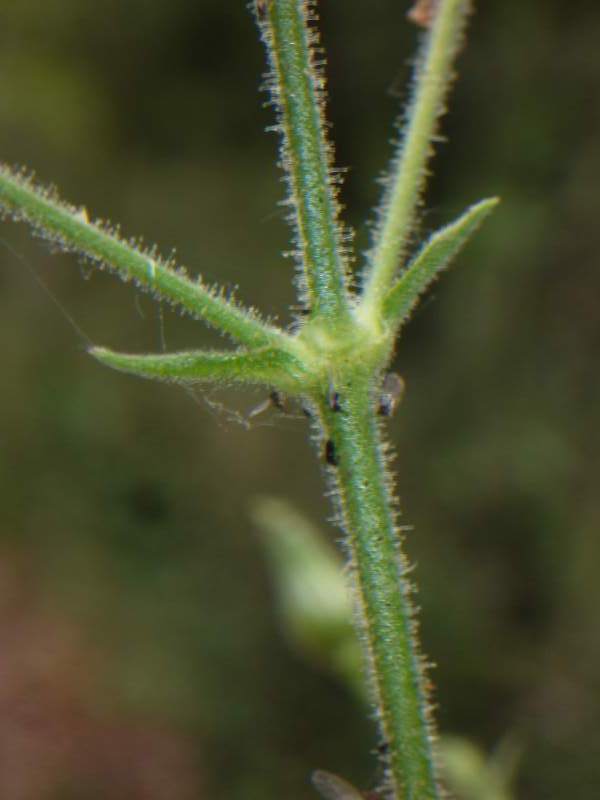 Silene viridiflora / Silene a fiori verdastri