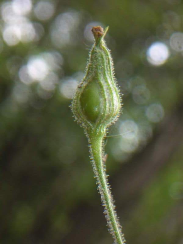 Silene viridiflora / Silene a fiori verdastri