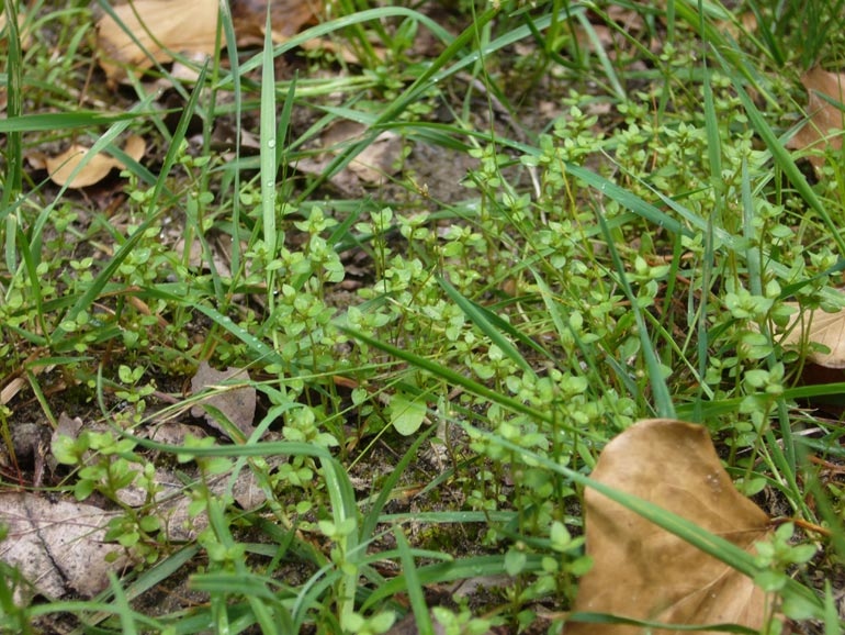 Lysimachia minima /  Centonchio minore