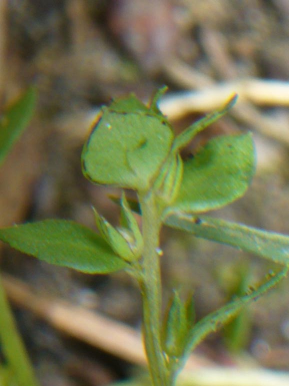 Lysimachia minima /  Centonchio minore