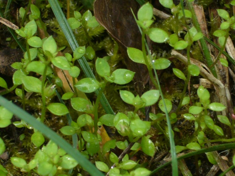 Lysimachia minima /  Centonchio minore