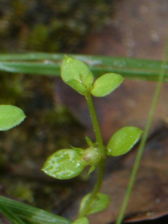 Lysimachia minima /  Centonchio minore