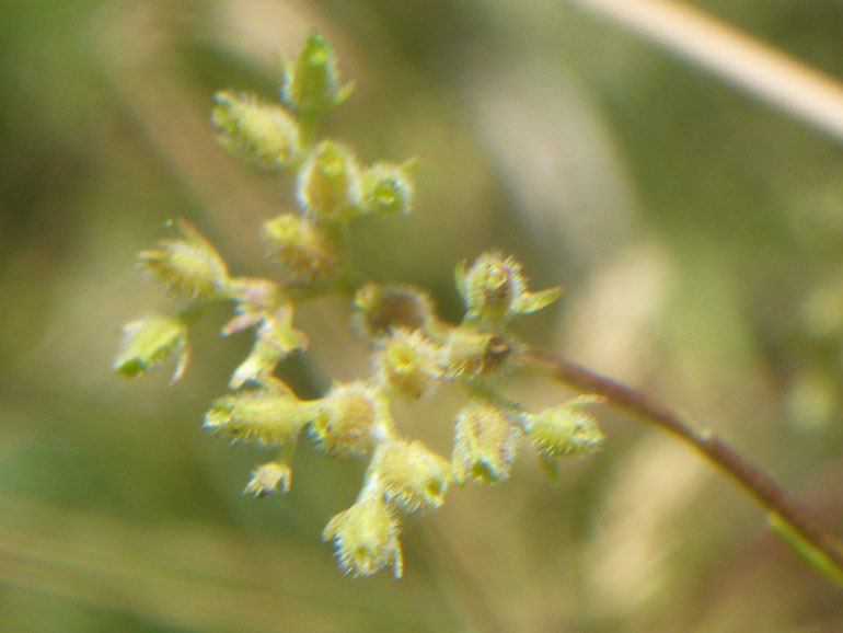 Valerianella dentata / Gallinella dentata