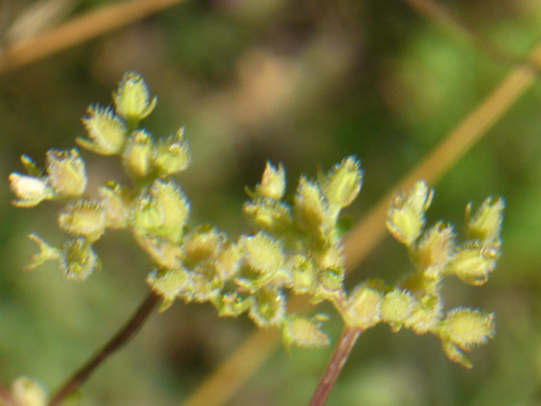 Valerianella dentata / Gallinella dentata