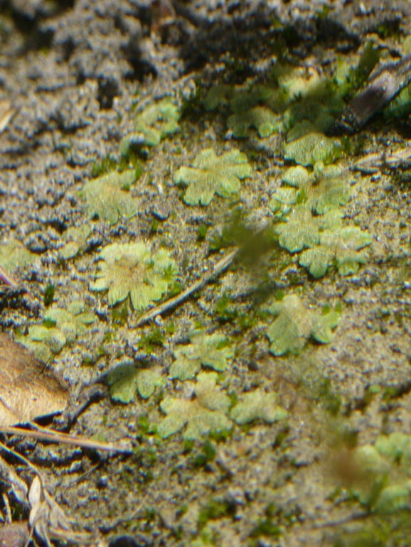 Riccia cavernosa