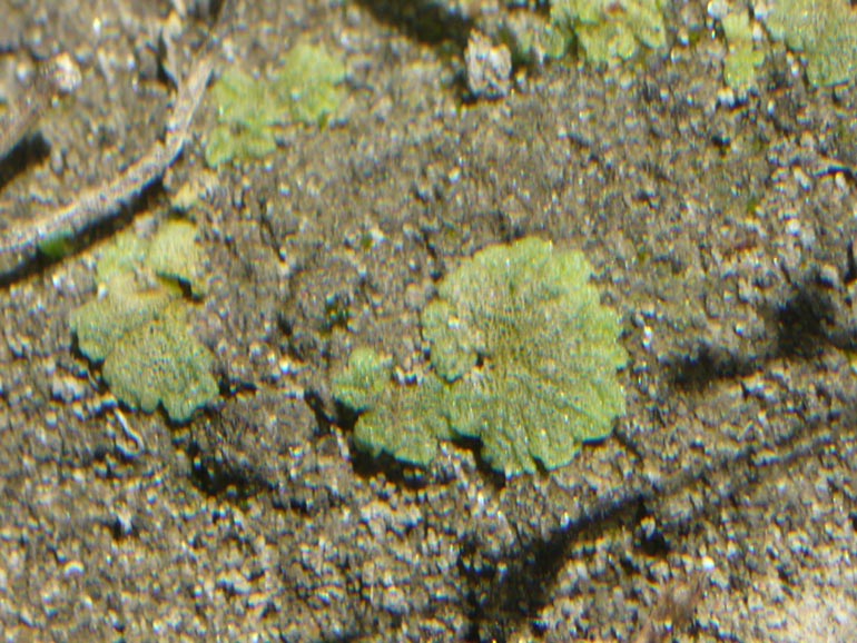 Riccia cavernosa