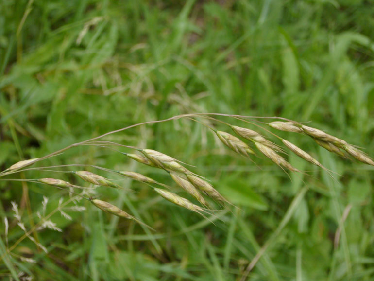 Bromus racemosus / Forasacco palustre