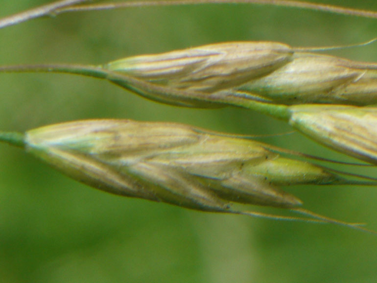 Bromus racemosus / Forasacco palustre