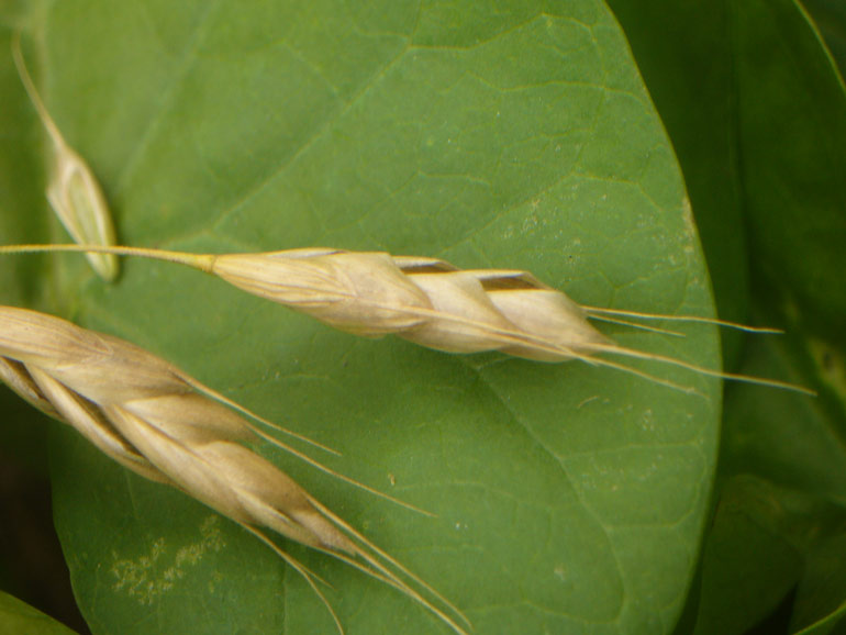 Bromus racemosus / Forasacco palustre