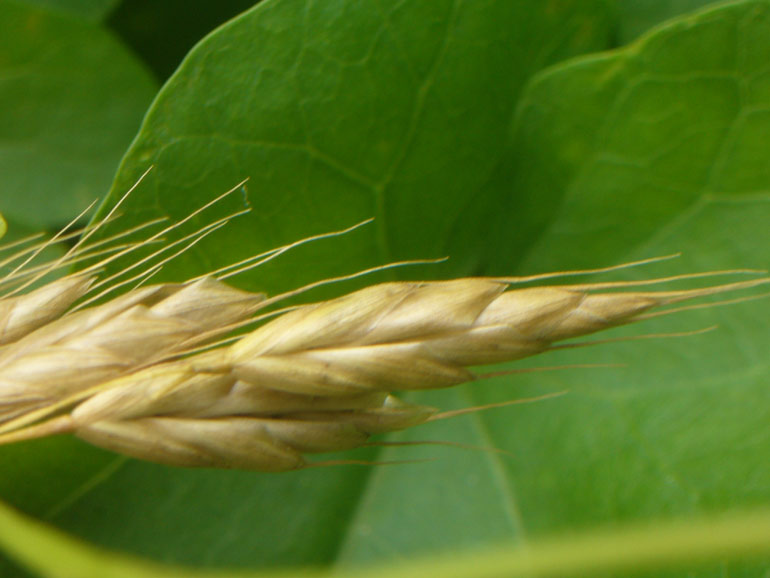 Bromus racemosus / Forasacco palustre