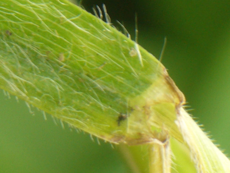 Bromus racemosus / Forasacco palustre