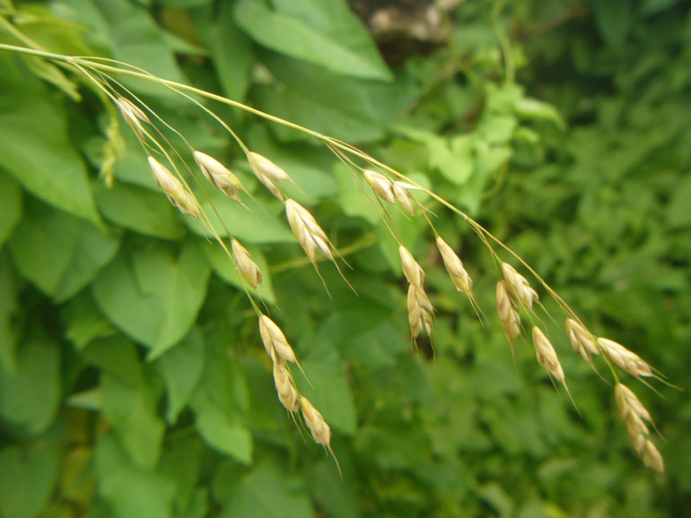 Bromus racemosus / Forasacco palustre