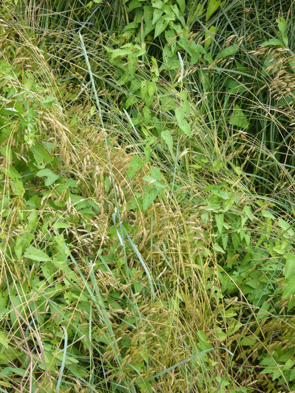 Bromus racemosus / Forasacco palustre