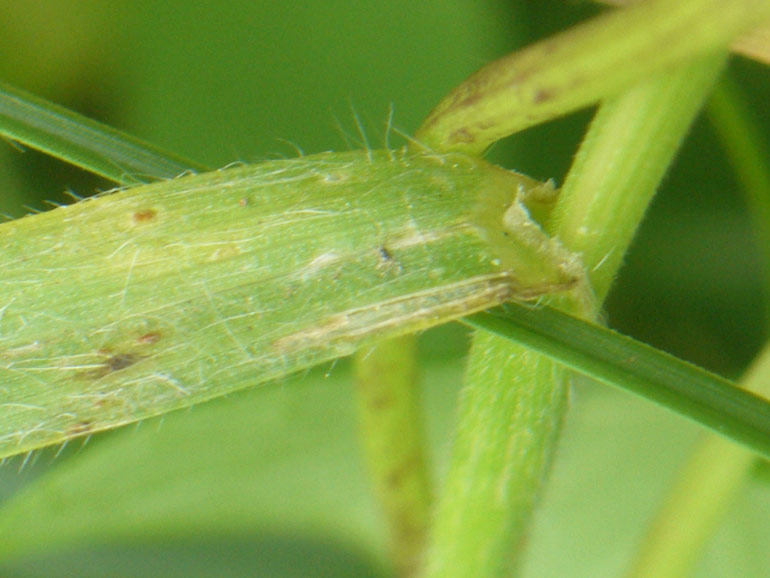 Bromus racemosus / Forasacco palustre