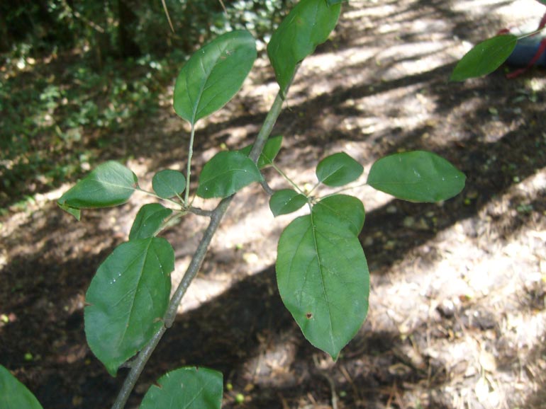 Malus sylvestris