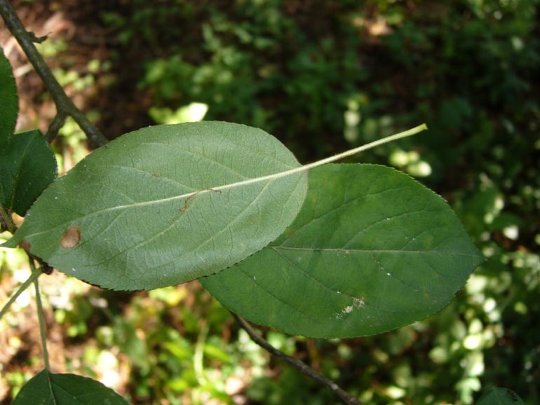 Malus sylvestris