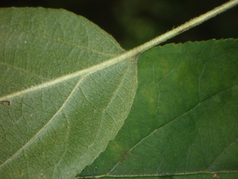 Malus sylvestris