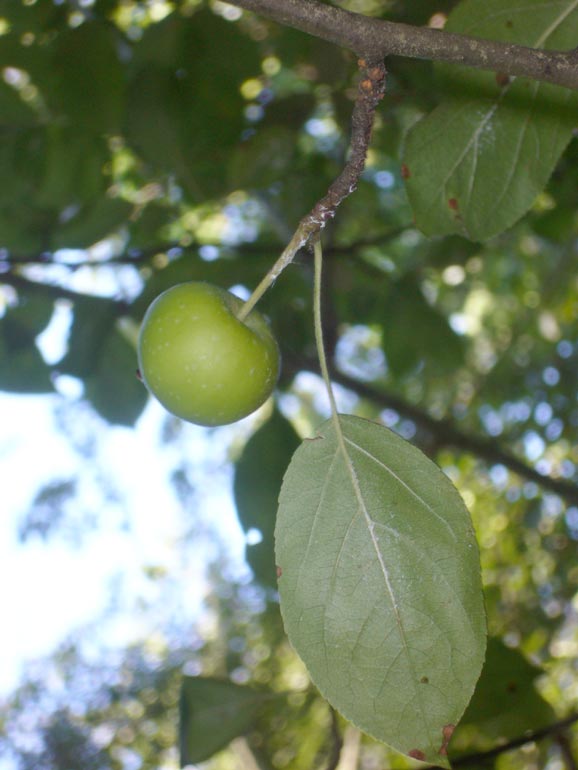 Malus sylvestris