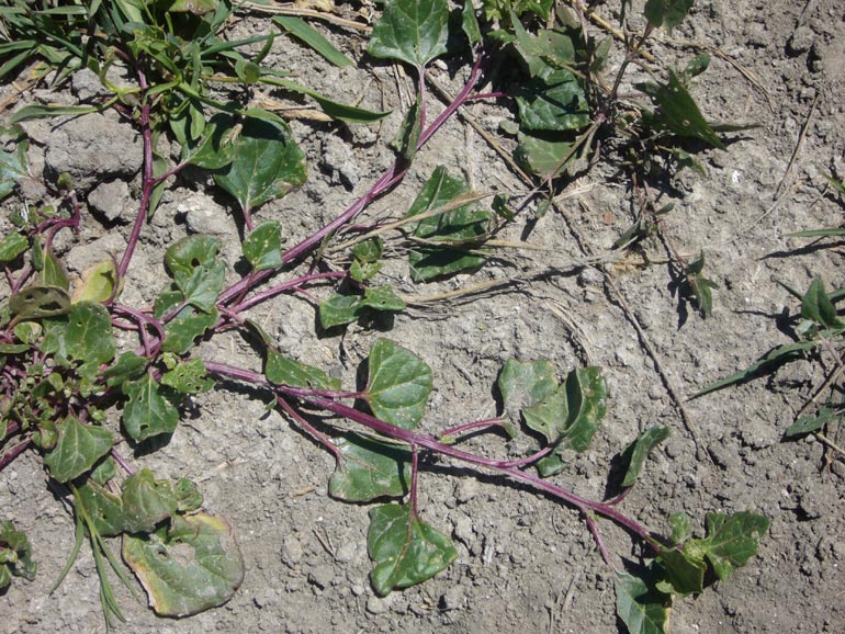 Chenopodium 2 - Chenopodium chenopodioides