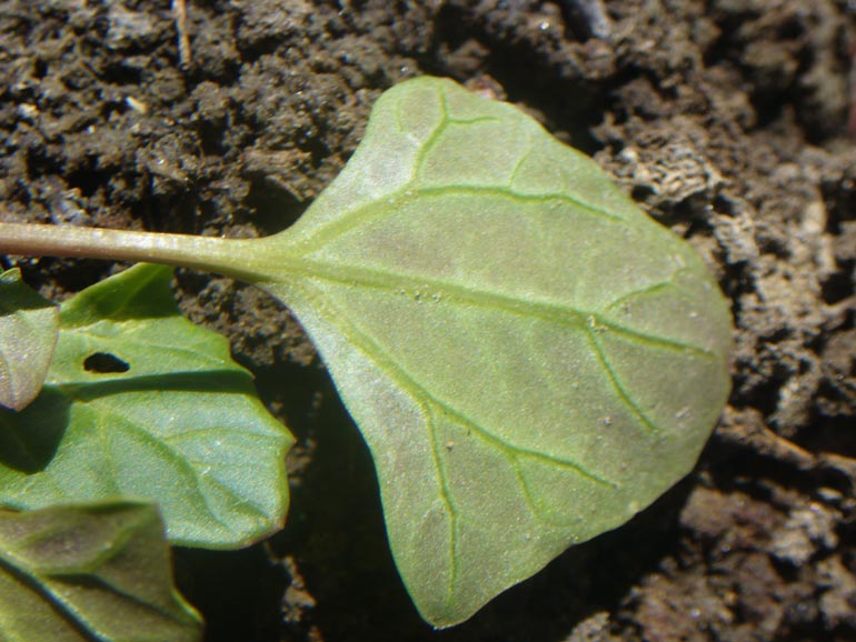 Chenopodium 2 - Chenopodium chenopodioides