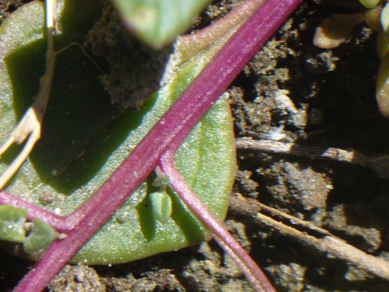 Chenopodium 2 - Chenopodium chenopodioides