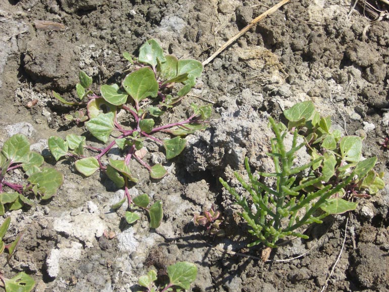 Chenopodium 2 - Chenopodium chenopodioides