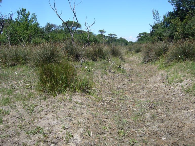 Chenopodium 2 - Chenopodium chenopodioides