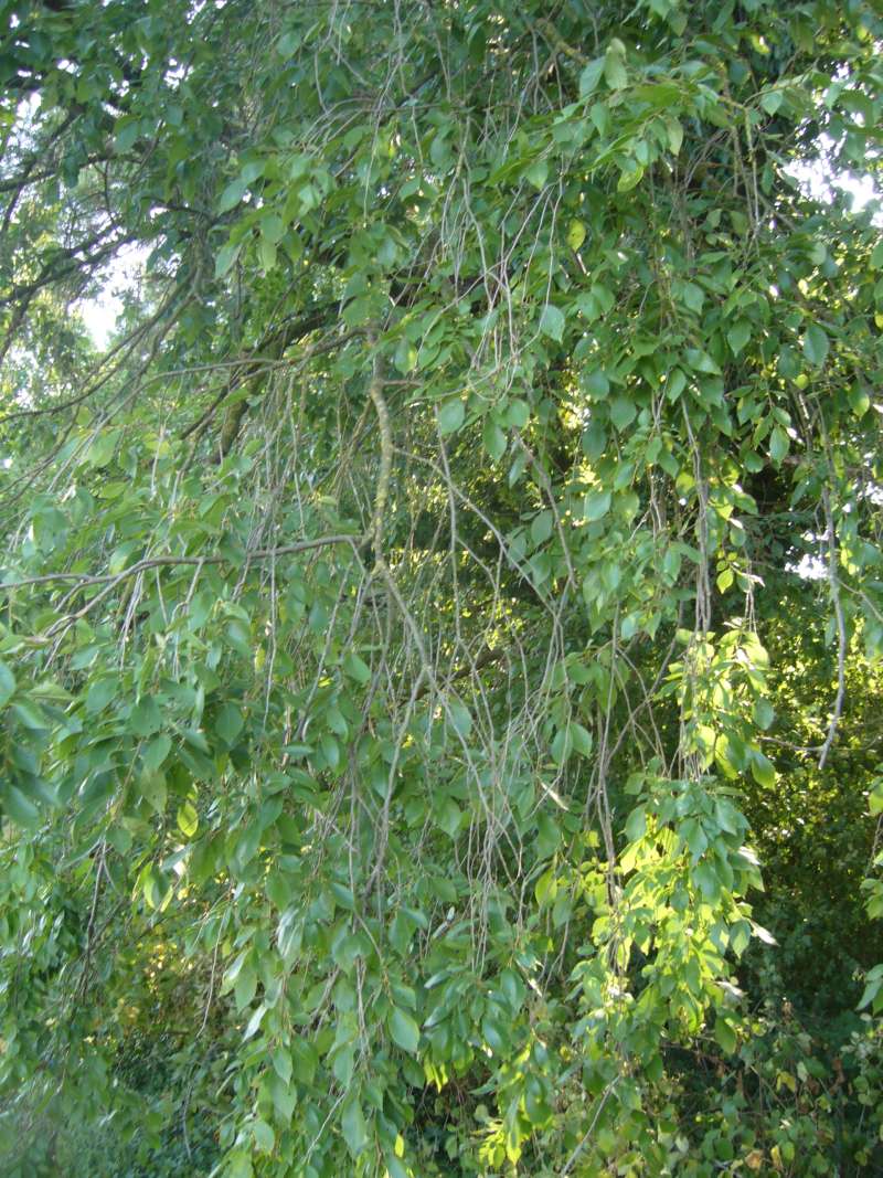 Ulmus sp.