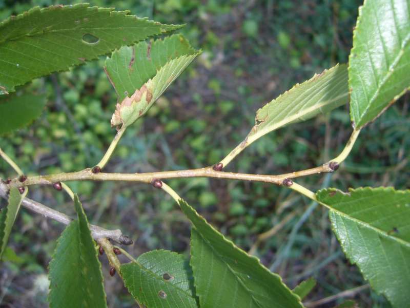 Ulmus sp.