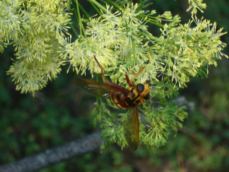 Milesia crabroniformis ♀ (Syrphidae)