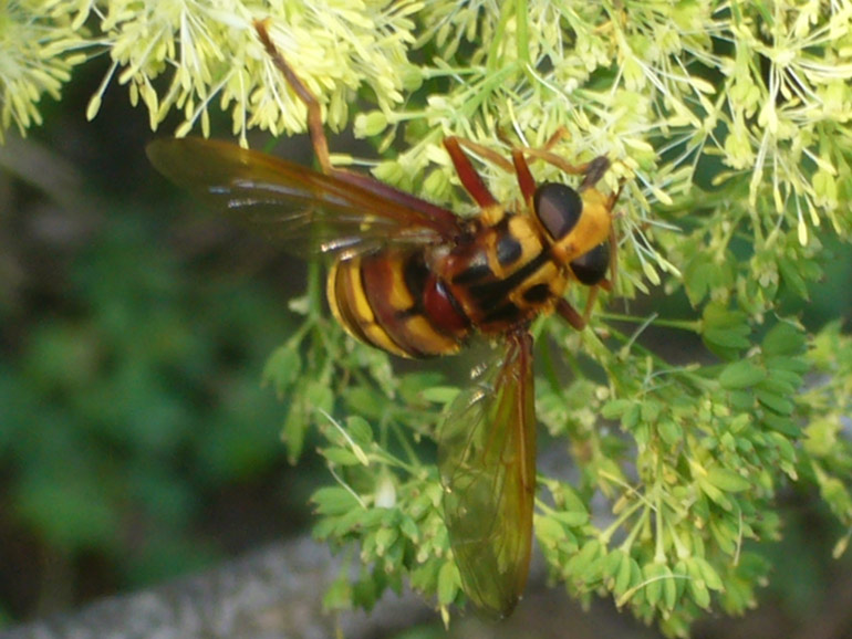 Milesia crabroniformis ♀ (Syrphidae)