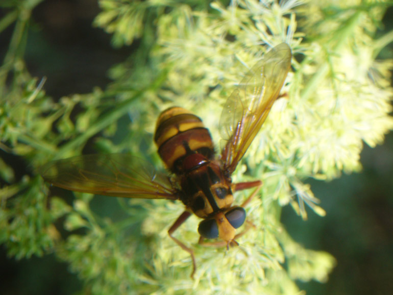 Milesia crabroniformis ♀ (Syrphidae)