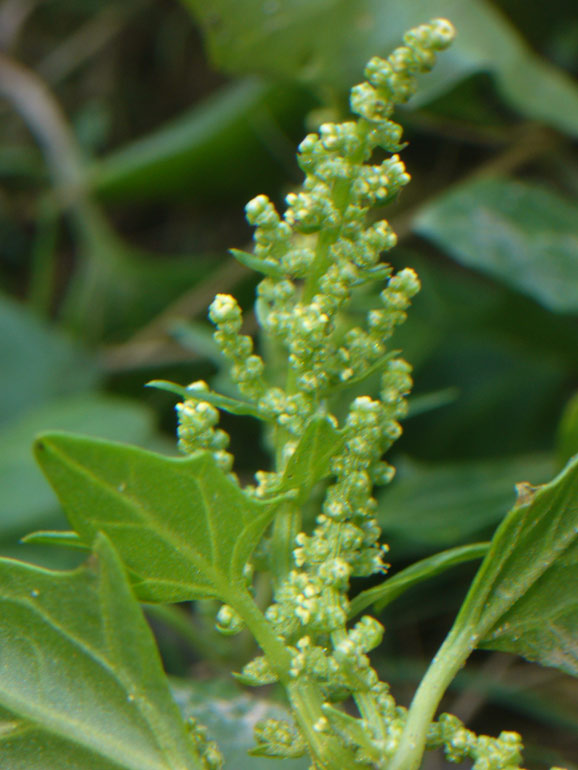 Chenopodium 2 - Chenopodium chenopodioides