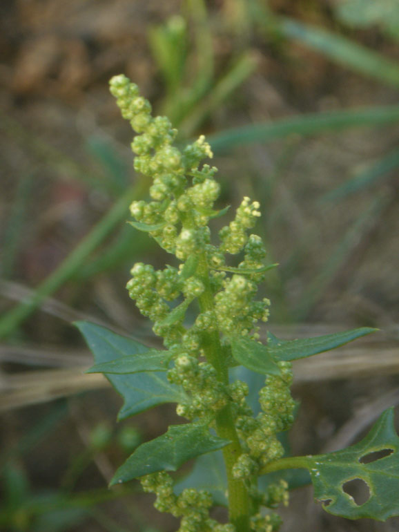 Chenopodium 2 - Chenopodium chenopodioides