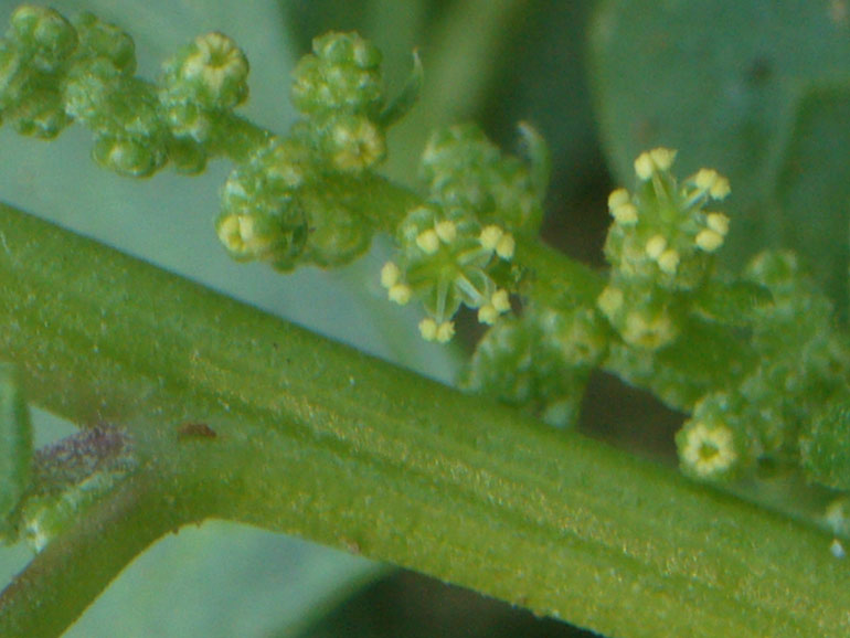 Chenopodium 2 - Chenopodium chenopodioides