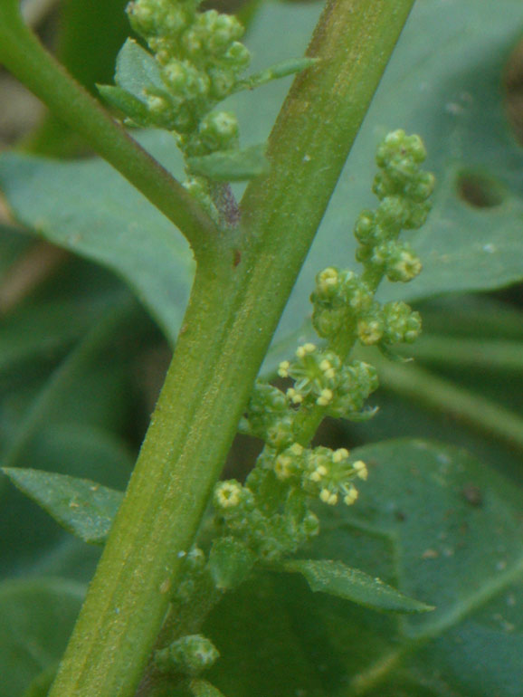 Chenopodium 2 - Chenopodium chenopodioides