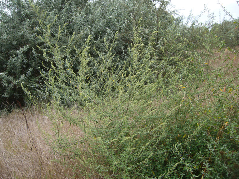 Chenopodium 6