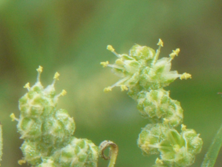 Chenopodium 6