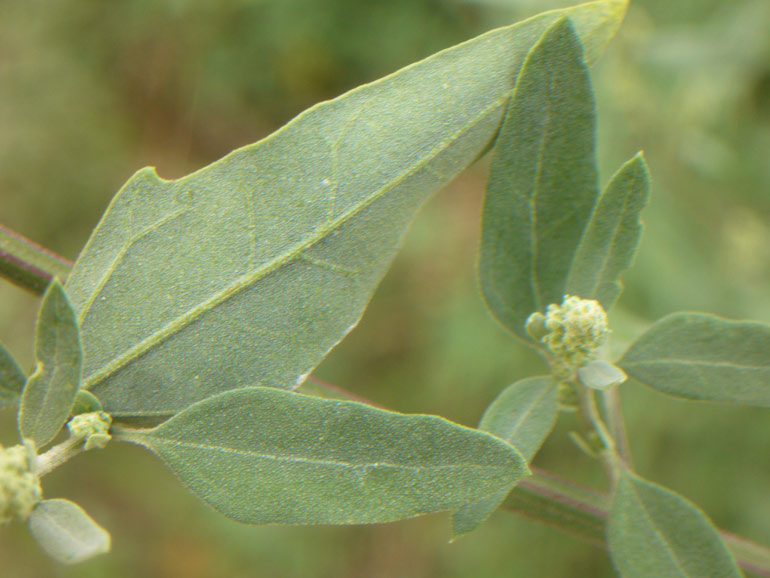 Chenopodium 6