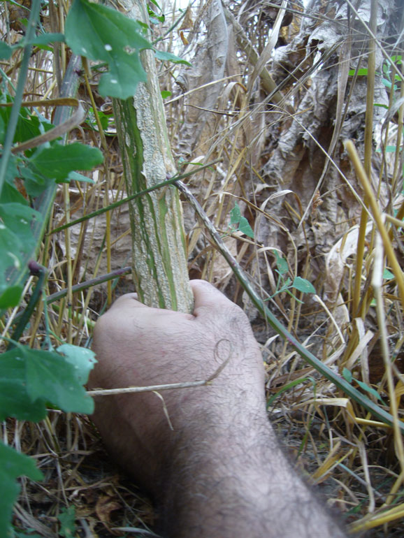 Chenopodium 6