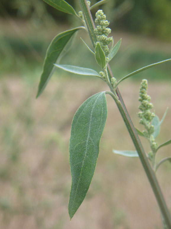 Chenopodium 6