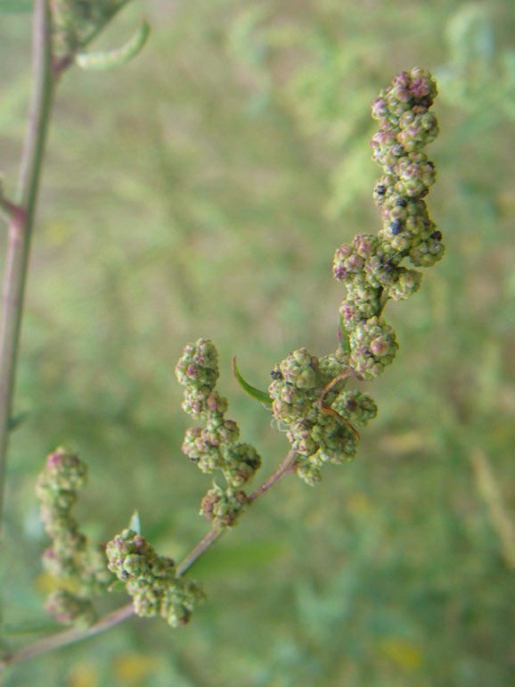 Chenopodium 6