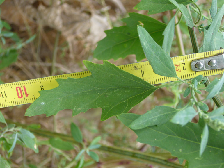 Chenopodium 6