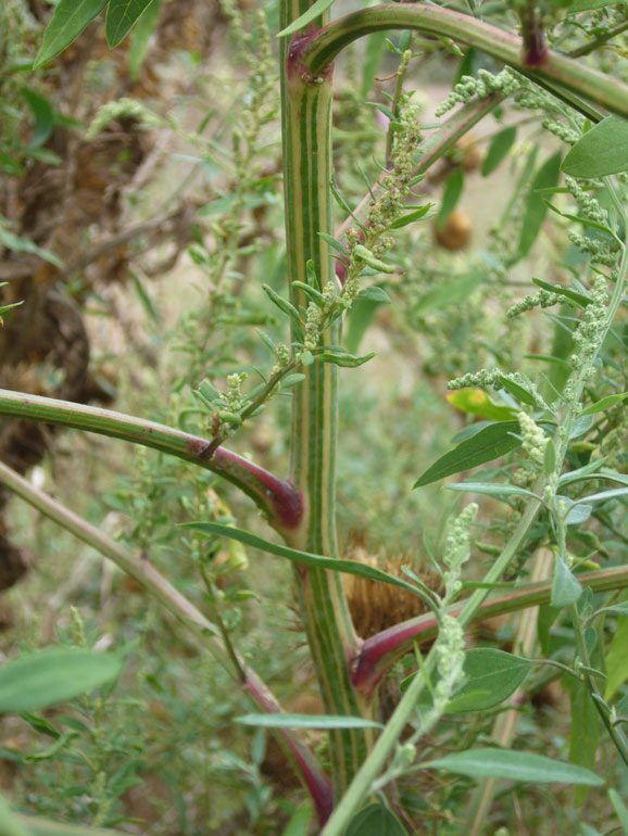 Chenopodium 6