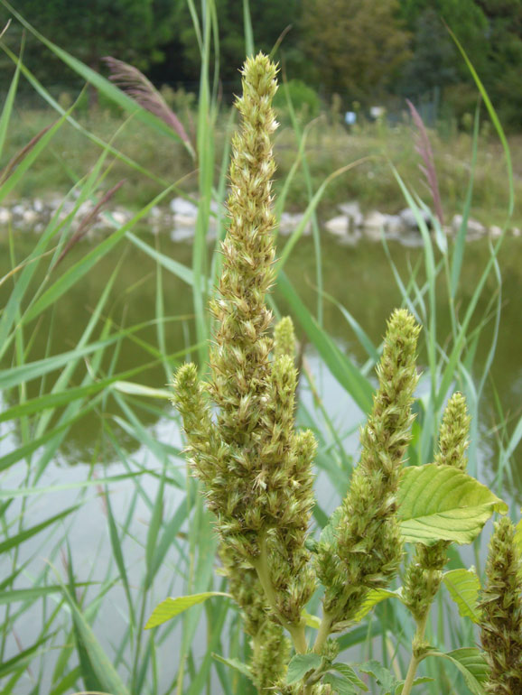 Amaranthus retroflexus L. / Amaranto comune