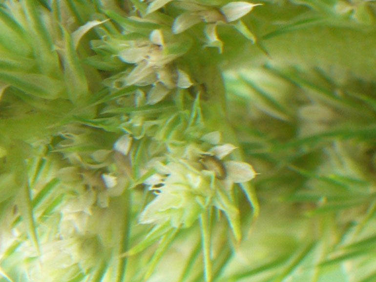 Amaranthus retroflexus L. / Amaranto comune
