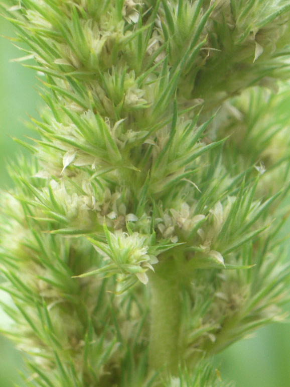 Amaranthus retroflexus L. / Amaranto comune