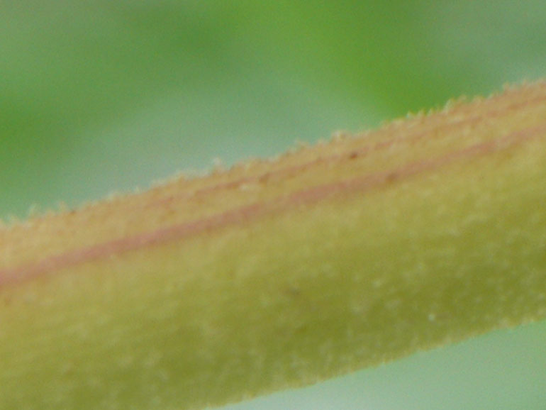 Amaranthus retroflexus L. / Amaranto comune