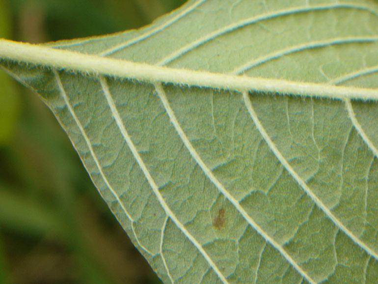 Amaranthus retroflexus L. / Amaranto comune